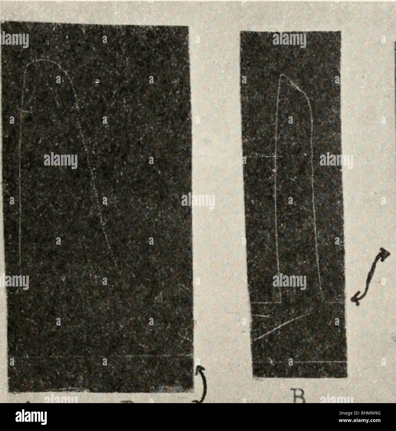 . Le bulletin biologique. Biologie ; zoologie ; biologie ; biologie marine. La conduction de l'impulsion nerveuse. 35 dans l'eau de mer jusqu'à l'extérieur de le ganglion la différence a chuté à une moyenne de 0,003 seconde. Cette moyenne a été obtenue avec 6 essais avec 4 animaux. Strychninization avant le délai moyen pour les mêmes animaux était de 0.008 seconde. La strychnine n'a pas "ouvrir les synapses" de la même manière qu'avec les vertébrés, parce qu'à moins que l'animal est stimulé le pied montre pas de contraction lorsque ses actions sont enregistrées sur une kymograph (Fig. i). Le seuil d'excitation de la peau, des nerfs. Med', Banque D'Images