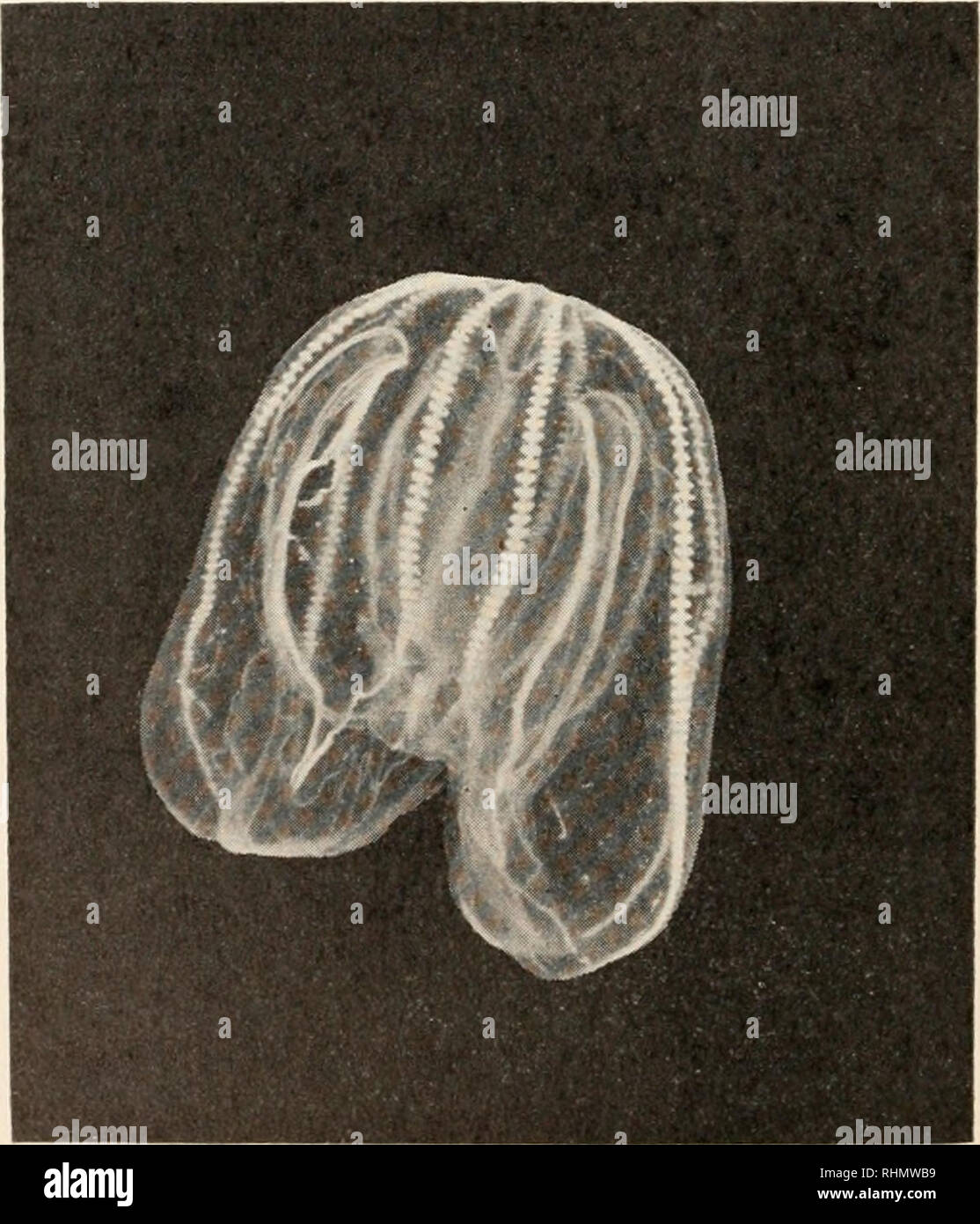 . Le bulletin biologique. Biologie ; zoologie ; biologie ; biologie marine. JO ROLLAXD J. MAIN. marily due, puisqu'il est peu probable pour les raisons données ci-dessous si tout autre matériel aurait pu être utilisé avec succès. La planche- tonne a été obtenu en versant de l'eau de mer par le biais d'un filet à plancton 200 mesh, et concentre les organismes dans une petite quantité d'eau. Un Mncmiopsis a été placé dans une montre sous le binoculaire, un peu de la culture du plancton a été ajouté, et les réactions de le cténophore noté. STRUCTURE ET FONCTIONNEMENT DU MÉCANISME DE CAPTURE DE LA NOURRITURE. Pour comprendre le mécanisme de la nourriture chat Banque D'Images