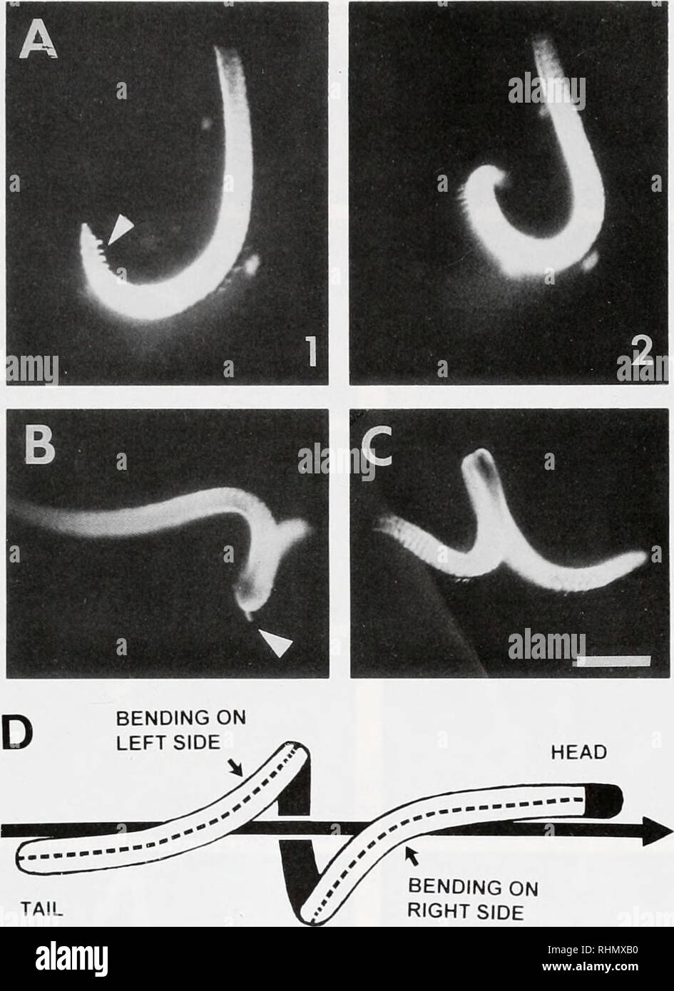 . Le bulletin biologique. Biologie ; zoologie ; biologie ; biologie marine. Piscine hélicoïdale de flexion sur palette. Flexion de la queue sur le côté droit de la Figure 1. L'orientation de la surface corporelle au cours de la nage des mouvements. (A) l'Initiation de natation, en réponse à la partie postérieure de touch (non illustré), commence avec une forte flexion ventrale (J-forme) de l'extrémité antérieure du ver du châssis (Al). La flèche indique la brosse soies ventrales sur les quatre premiers segments antérieurs. De longues soies dorsales sont visibles sur l'extérieur de la courbure de la courbe du corps en plus de segments postérieurs. Dans la section suivante (A2), suite de flexion ventrale, en com Banque D'Images