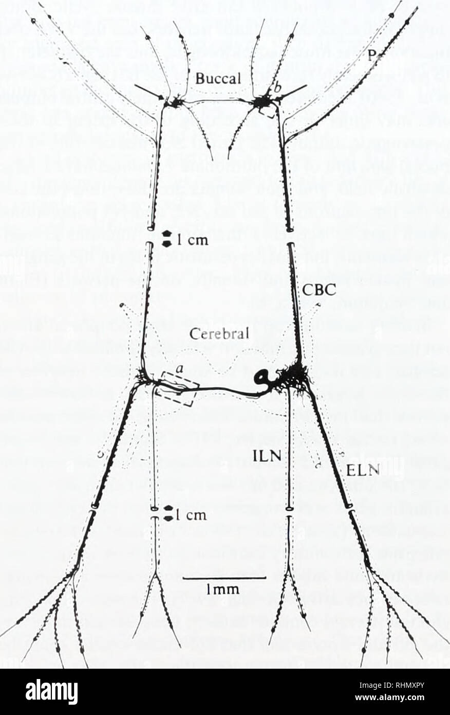 . Le bulletin biologique. Biologie ; zoologie ; biologie ; biologie marine. src Figure 1. Morphologie typique de neurones géants d'opisthobranches et pulmonates, comme illustré par ce dessin du géant de l'sérotoninergiques d Tntuniu hombcrgi ganglions cérébraux (de Dorset !. 1986). La grande excitable soma est à proximité de la région d'intégration et de l'axone neuntes fine, où les potentiels synaptiques se produisent et les pointes sont lancés. Les axones grande, avec des résistances membranaires spécifiques, faveur propagation actuelle de l'intégration d'une région à soma. centaines de qui peuvent être identifiées sur la base d'op- tion, col Banque D'Images