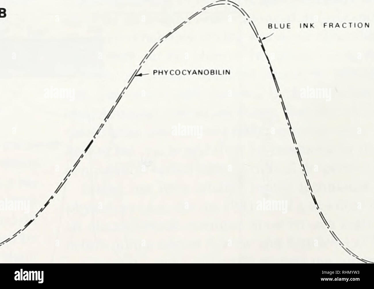 . Le bulletin biologique. Biologie ; zoologie ; biologie ; biologie marine. Lire la fraction d'encre. 400 500 600 500 longueur d'onde (nm) 600 700 Figure 4. OfAplysia comparaisons spectroscopiques avec biliprotein. chromophores pigments (A) Comparaison de pigment rouge avec la sous-unité B-y de la phycoérythrine. Phycourobilin a son maximum d'absorption près de 490 nm, et phycoerythrobilin est près de 560 nm. Le solvant est de 8,0 M d'urée, pH 3.0. Ce solvant réduit les effets de l'apoprotem sur le spectre de l'lin. (B) Comparaison de pigment bleu avec phycocyanobilin fendu à partir de la C-phycocyanine tant dans le méthanol acide.. Veuillez n Banque D'Images