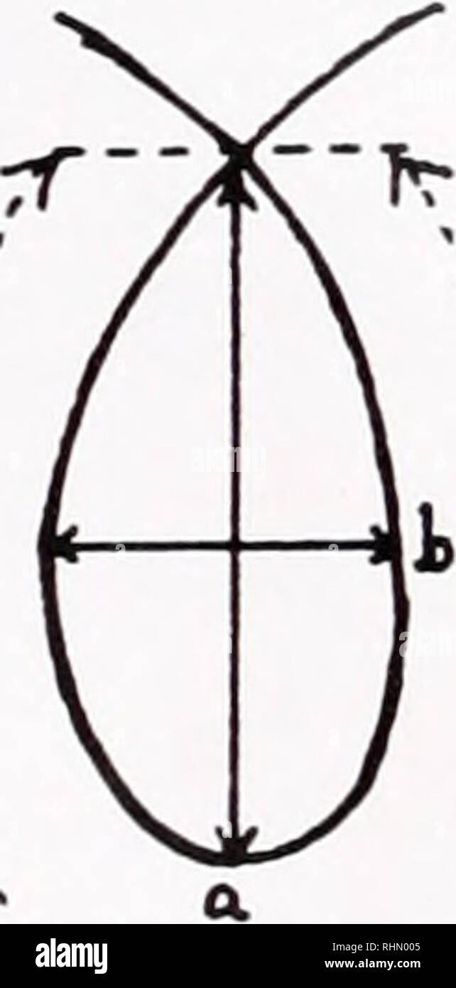 . Le bulletin biologique. Biologie ; zoologie ; biologie ; biologie marine. 424 R. L. MILLER et K. R. KJNG TABLEAU II sperme Oikopleura de piste et caractéristiques cercle avant et pendant la chimiotaxie sperme Cercles0 Boucles0 diamètre (a, b) Longueur (1) de diamètre (d) Circonférence (C = d) a x b avant 9,4 X 3,4 mm (5)* 24,7 ± 1,14 M:m(5) 97,7 ± 5,8 mm (20) 306,8 ± 15,9 MI m (20) Au cours de 24,2 x 17,9 mm j(25) 66,5 ± 4,4 MI" M25) 42,4 ± 5,5 mm (9) 133,3 ± 17,4 MI m(9) * nombre de mesures. 0 Se reporter à la Figure 4. Le tableau II et la figure 4 présente les mesures de la boucle et faites des cercles en contrôle et e Banque D'Images