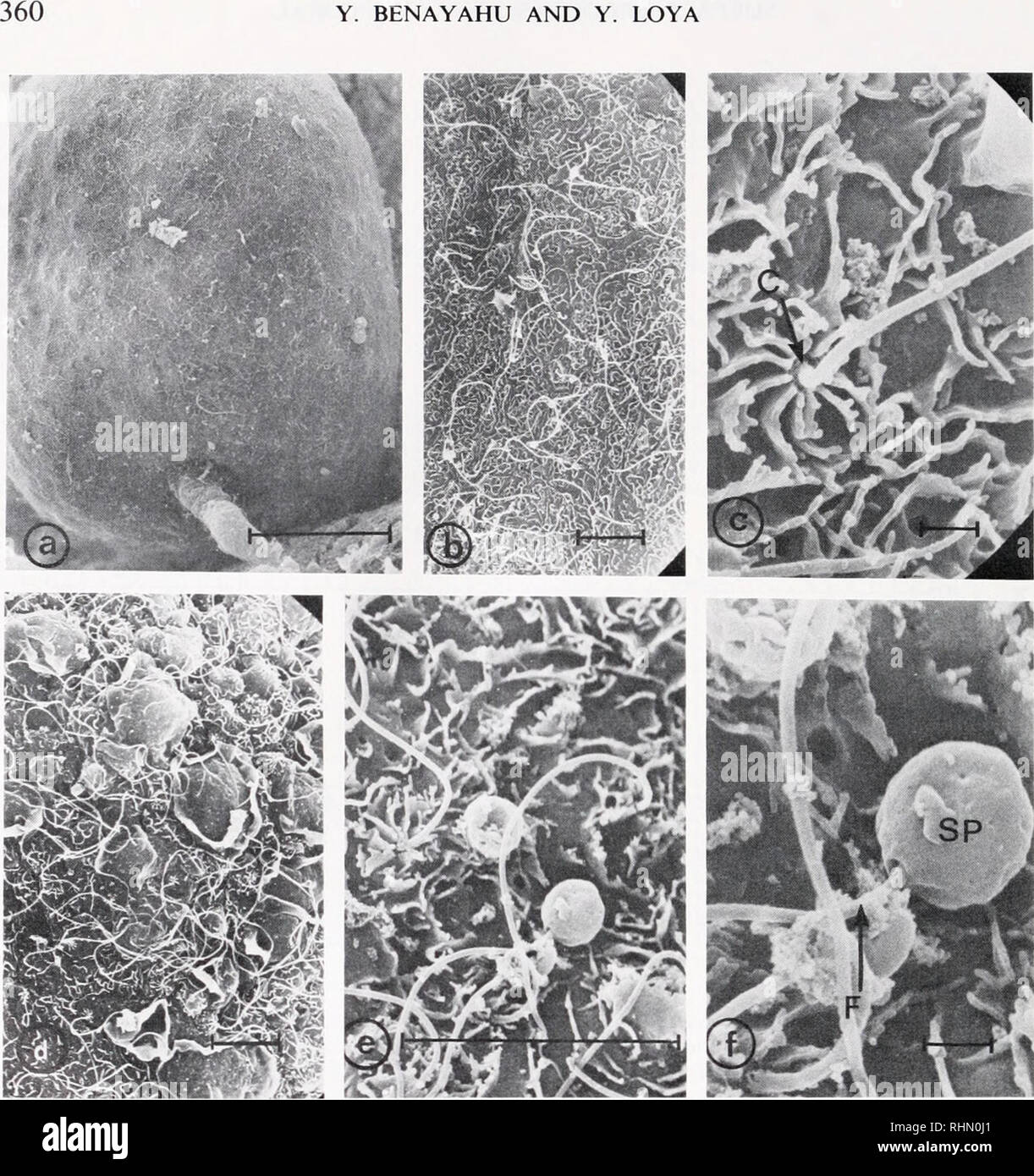 . Le bulletin biologique. Biologie ; zoologie ; biologie ; biologie marine. Y. BENAYAHU ET Y. LOYA. La figure 5. L'ultrastructure de la surface de gonades Parerythropodium fulvum fulvum. a : l'ovule fixé avec un pour le mésentère pédiculaires. Bar  = 100 ^m. b : endoderme folliculaire ciliaire de l'ovule. Bar  = 10 fj.m. c : cil endodermique entouré par 8 plis élevés, cil base (C). Bar  = 10 ^m. d : surface extérieure d'un sac de sperme. Bar  = 10 //m. e : les cellules du sperme sur le testicule. Bar  = 1 ^m. f : flagelle du spermatozoïde grossie (F), le spermatozoïde (SP). Bar  = 1 montre que la surface extérieure du sperme s Banque D'Images