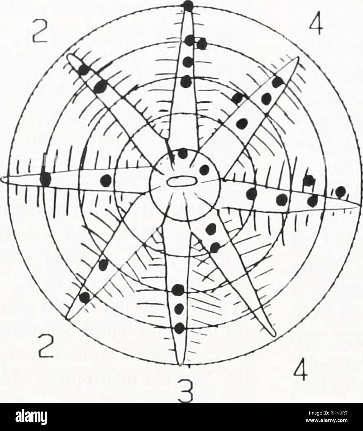 . Le bulletin biologique. Biologie ; zoologie ; biologie ; biologie marine. 96 M. R. PATTERSON A. flow S 45 40- 35 30 25- 20- 15- JO- S' 0 3 2 4 C.. B. 2 Umoyenne =2-7cm/s n  = 207 1 1 I T 5 Umoyenne =12-2cm/s. Veuillez noter que ces images sont extraites de la page numérisée des images qui peuvent avoir été retouchées numériquement pour plus de lisibilité - coloration et l'aspect de ces illustrations ne peut pas parfaitement ressembler à l'œuvre originale.. Laboratoire de biologie marine de Woods Hole (Massachusetts), ) ; Laboratoire de biologie marine de Woods Hole (Massachusetts), ). Rapport annuel 1907/08-1952 ; Lillie, Frank Rattray, 1870-1947 ; Moore, Carl Richard Banque D'Images