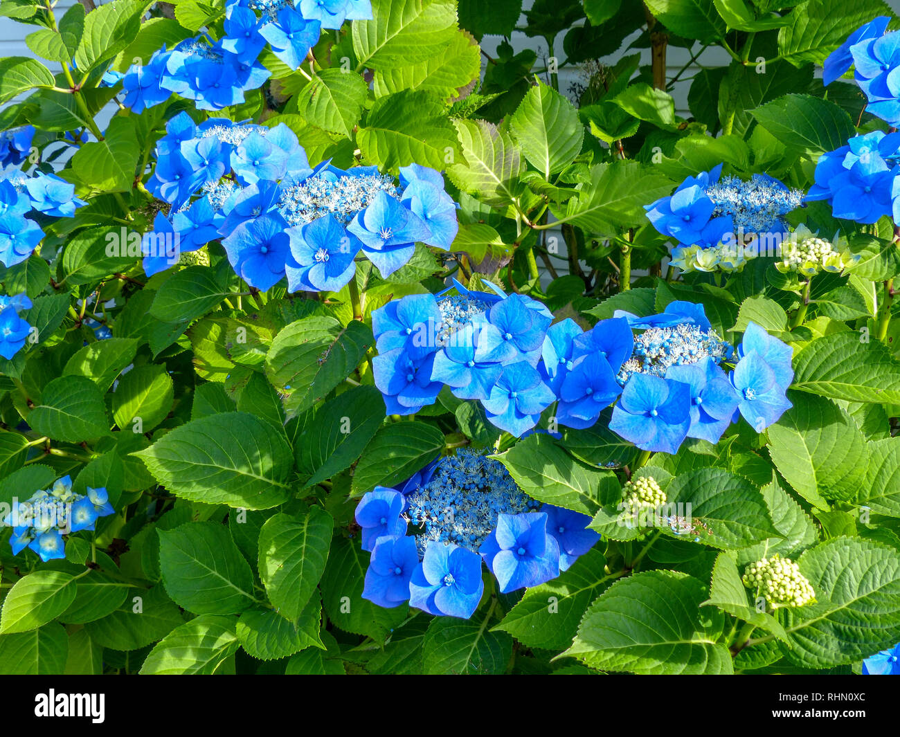 Portrait Of Blue Flowers Blooming en plein air. Photo prise en Nouvelle-Zélande, île du Nord Banque D'Images