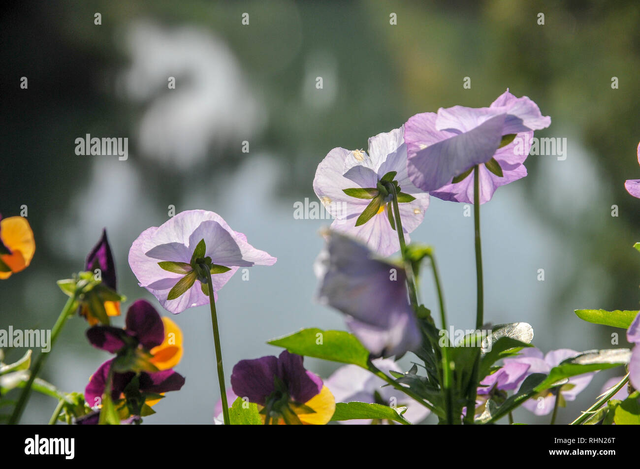 Jardin fleuri. Blooming fleurs pensées colorées Banque D'Images