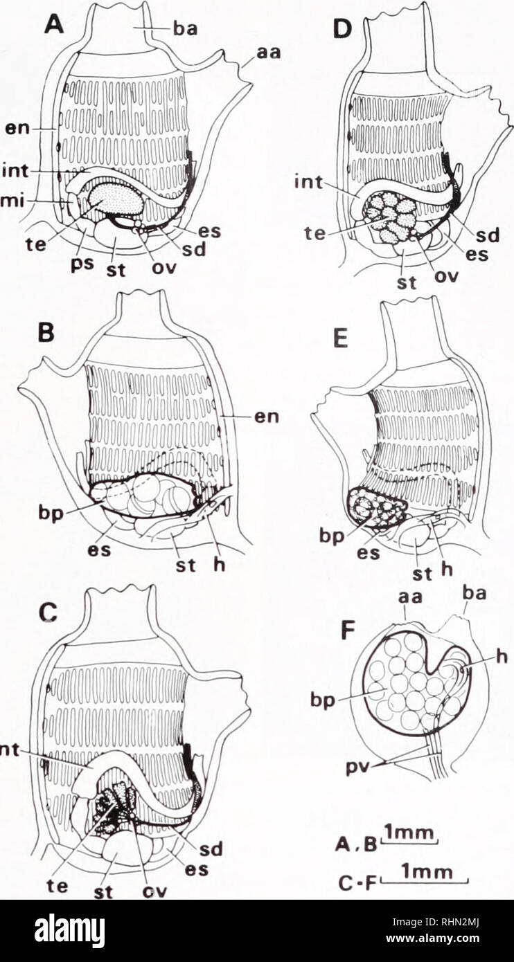 . Le bulletin biologique. Biologie ; zoologie ; biologie ; biologie marine. REPRODUCTION D'PEROPHOR.4253 fr. int FIGURE 1. Les vues externes de zooïdes, montrant les gonades et la pochette de la couvée. Tous les chiffres ont été tirés à partir de spécimens vivants à l'aide d'une camera lucida. A : P. fornwsuna. du côté gauche. B : P. formosana, du côté droit. C : P. japonica, du côté gauche. D : P. sagamiensis, du côté gauche. E : P. sagamiensis, du côté droit. F : un sac-comme zooid de P. sagamiensis, bondé avec des embryons après la résorption des viscères, du côté droit, AA, BA, auriculaire ; aperture aperture branchiale ; bp, pochette de la couvée Banque D'Images