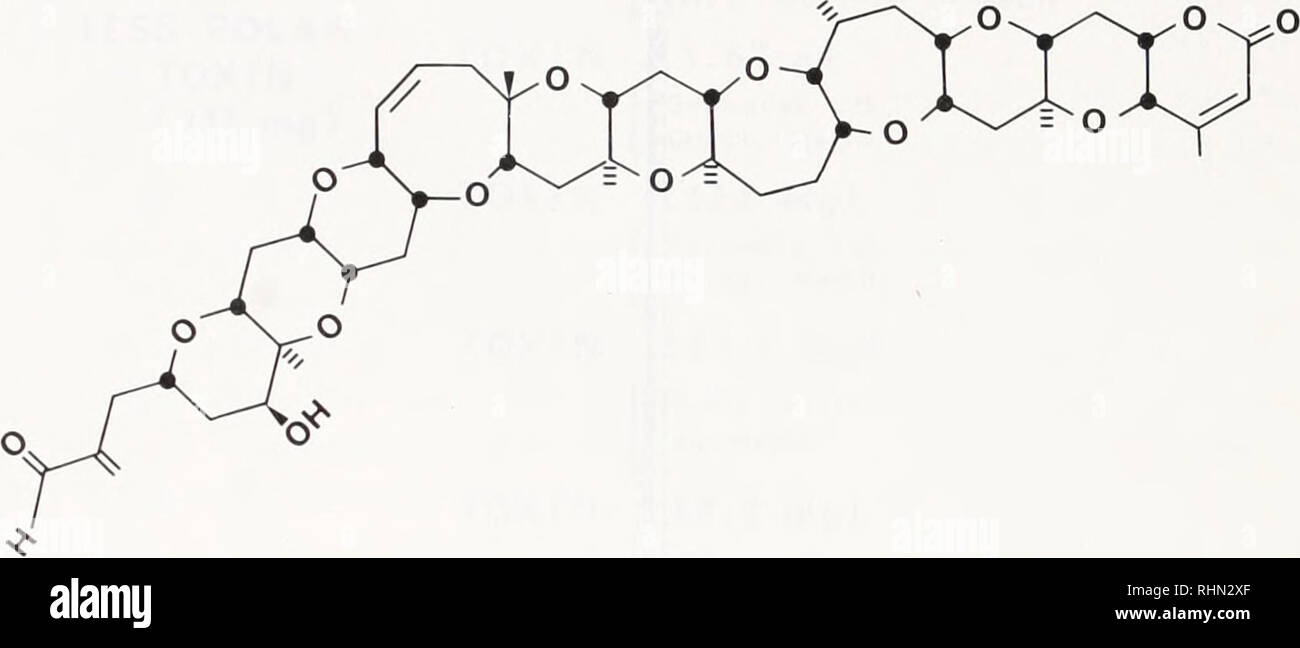 . Le bulletin biologique. Biologie ; zoologie ; biologie ; biologie marine. OH moi". La figure 4. (I) Structure moléculaire de l'acide okadaïque. (2) structure moléculaire des brevetoxin B. la ciguatoxine bled. Scaritoxin a été signalé pour provoquer une grave paralysie des membres postérieurs chez les souris, un symptôme observé normalement pas avec la ciguatoxine. Récemment, nous avons (Joh et Scheuer, sous presse) ont examiné le perroquet (Scams sordidus) à partir d'un récif à l'atoll de Tarawa, toxiques, République de Kiribati. Nous avons aussi isolé deux séparables des toxines sur DEAE cellulose. Cependant, par la manipulation sur alumine basique Nous avons été en mesure d'interconversion des deux toxines. Par TLC comp Banque D'Images