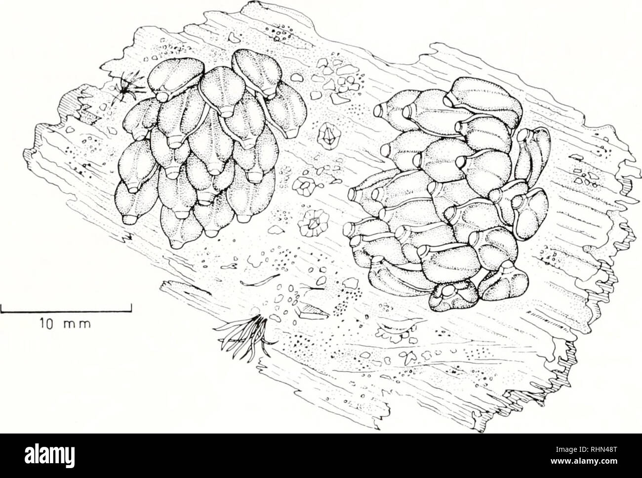 . Le bulletin biologique. Biologie ; zoologie ; biologie ; biologie marine. 454 C. S. GALLARDO. La figure 1. N. crassilabrum. Ci-joint des masses d'oeufs sur substrat rocheux vertical de l'inter- tidal de Mehuin. phases embryonnaires. Les mesures et les dessins ont été réalisés à partir de matériel vivant observé sous un microscope stéréo fourni avec un micromètre oculaire. Nombre d'infirmières et les oeufs ingérés par embryon a été estimée à partir de gélules dans laquelle tous les oeufs avaient été mangés infirmière ; attention les dissections d'embryons au début phase trochophore a permis de déterminer le nombre d'ingestion et de ses variations. Temps d'incubation de pré-wa Banque D'Images