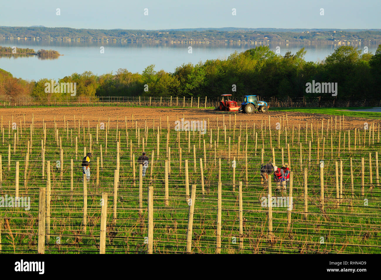 Vignoble, Minervois, Traverse City, Michigan, États-Unis Banque D'Images