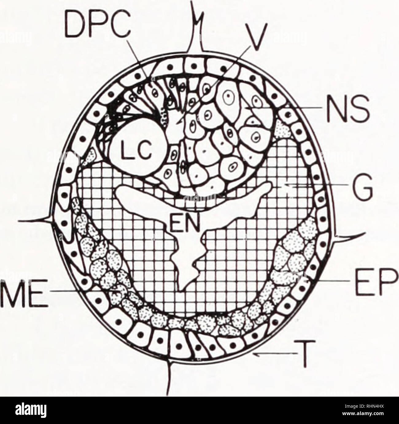 . Le bulletin biologique. Biologie ; zoologie ; biologie ; biologie marine. T DPC V NS. NS À T. Veuillez noter que ces images sont extraites de la page numérisée des images qui peuvent avoir été retouchées numériquement pour plus de lisibilité - coloration et l'aspect de ces illustrations ne peut pas parfaitement ressembler à l'œuvre originale.. Laboratoire de biologie marine de Woods Hole (Massachusetts), ) ; Laboratoire de biologie marine de Woods Hole (Massachusetts), ). Rapport annuel 1907/08-1952 ; Lillie, Frank Rattray, 1870-1947 ; Carl Moore, Richard, 1892- ; Redfield, Alfred Clarence, 1890-1983. Woods Hole, Massachusetts : Laboratoire de Biologie Marine Banque D'Images