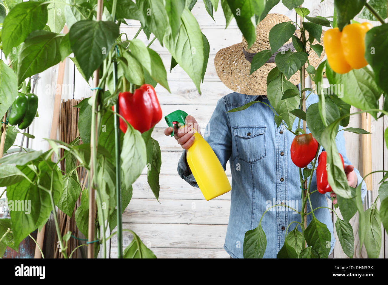 Femme travaillant dans le jardin de légumes de pesticides sur la pulvérisation des feuilles vertes de poivrons doux de plantes luxuriantes, prendre soin de la croissance des plantes Banque D'Images