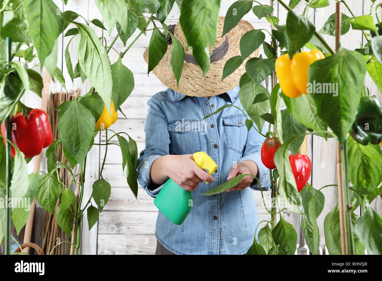 Femme travaillant dans le jardin de légumes de pesticides sur la pulvérisation des feuilles vertes de poivrons doux de plantes luxuriantes, prendre soin de la croissance des plantes Banque D'Images