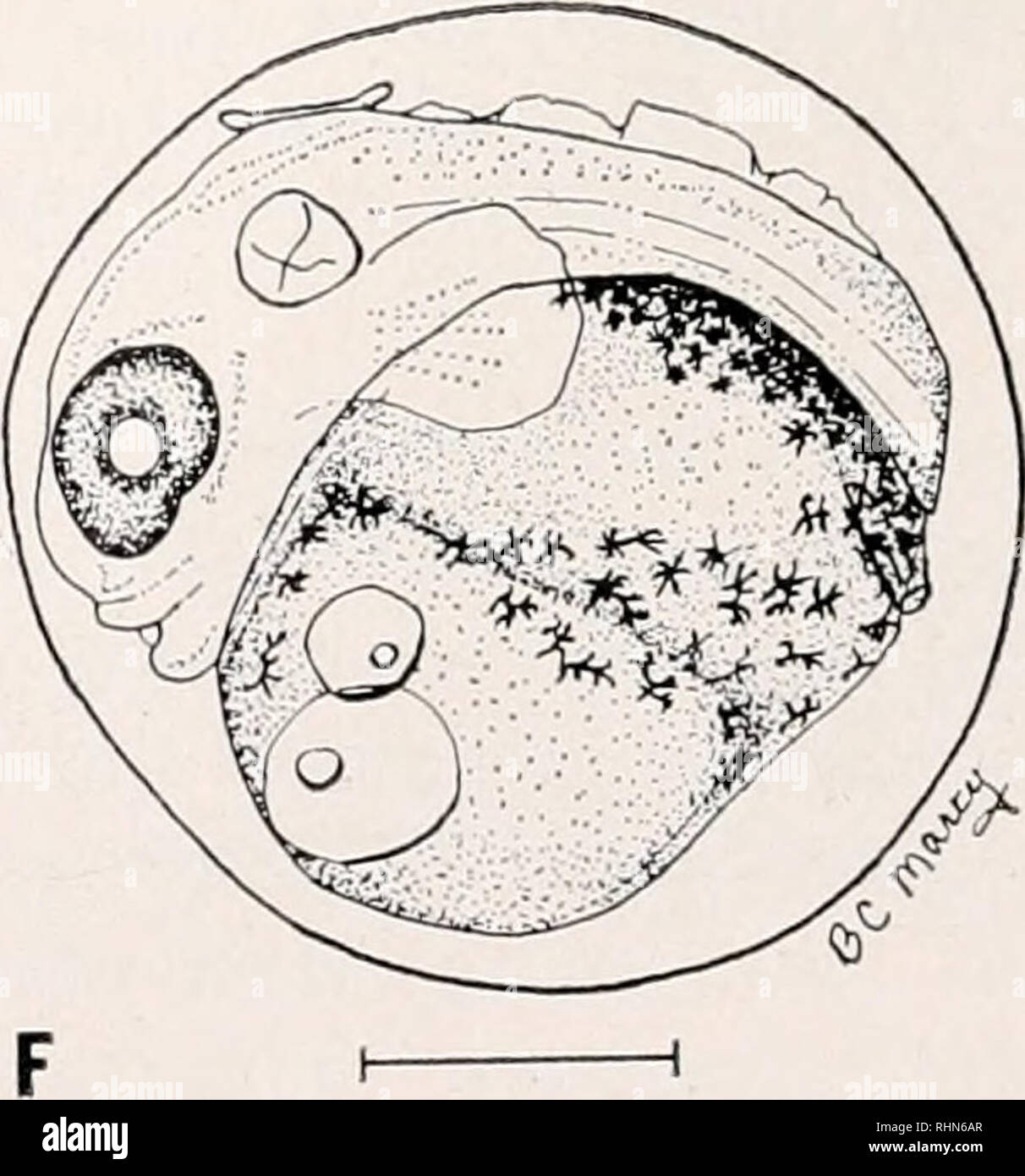 . Le bulletin biologique. Biologie ; zoologie ; biologie ; biologie marine. La figure 3. Plus tard, développement des œufs de l'Myoxocephalus aenaeus grubby,, reproduits artificiellement en laboratoire : a) développement de l'embryon, 1,60 mm (325 hr-13,5 jours) ; b) de l'embryon en développe- ment, 1,57 mm (350 hr-14,6 jours) ; c) développement de l'embryon, 1,60 mm (415 hr- 17,3 jours) ; d) développement de l'embryon, 1,67 mm (552 hr-23 jours) ; e) la fin de l'embryon en développement, 1,60 mm (605 hr-25,2 jours) ; f) la fin de l'embryon en développement, 1,60 mm (725 hr-30,2 jours), de l'échelle  = 0,5 mm. Dimensions par rapport à la capsule d'un diamètre moyen des oeufs.. Veuillez noter que ces imag Banque D'Images