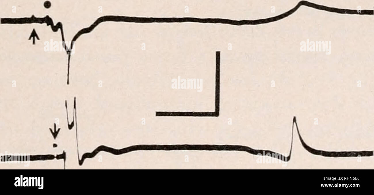 . Le bulletin biologique. Biologie ; zoologie ; biologie ; biologie marine. KI.ECTKK'AI. Activités de sl'IKOCODON 537 doit donc se trouver dans la région et subtentacular subumbrellar ou pas dans les régions vélaires. Toutefois, étant donné que le nerf ne sonne-t-il réduit sans endommager les tissus adjacents dans une certaine mesure, la possibilité ne peut pas être exclu que certaines portions de la conduction se produit par l'subumbrellar et velum se trouvant immédiatement à côté l'anneau nerveux. Vitesses de conduction à des températures de 16-20° C ont été mesurées en estimant le délai entre la réponse enregistrée sur le pics deux électrodes fo Banque D'Images