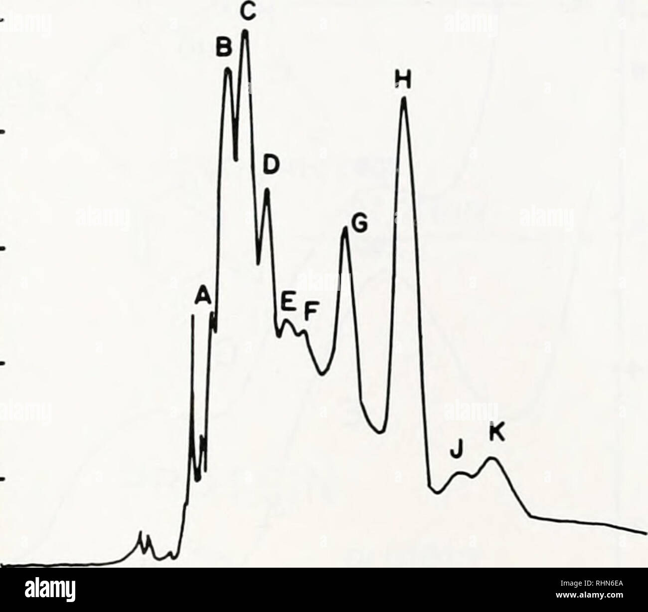 . Le bulletin biologique. Biologie ; zoologie ; biologie ; biologie marine. DOPA DANS MYTILUS PÉRIOSTRACUM 1690 E c CJ |6C C ^8C 100 B H. 090 180 270 360 volume élué ml FIGURE 4. L'élution des composés absorbant les UV d'acide hydrolysé perio marginal- stracum (50 mg) sur une colonne de Bio-Gel P-2. Tampon est 0,2 M d'acide acétique et le débit est de 12,5 ml/h. Les fractions contenant peaks E et G ont été regroupés pour une purification par échange d'ions sur cellulose phosphate. acterized et peut faire la lumière sur le sort de DOPA. E et G éluer 2 et 6 heure après DOPA sur l'aide d'un phosphate de cellulose Banque D'Images