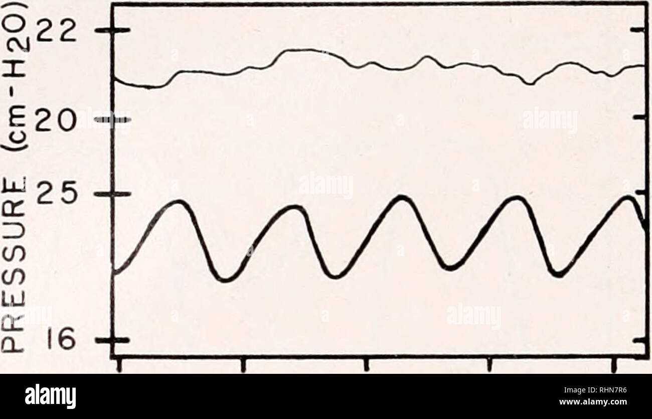 . Le bulletin biologique. Biologie ; zoologie ; biologie ; biologie marine. B. C. BELMAN ET J. J. CH1LDKESS. 0 2 3 Durée (sec) 000 3. Enregistrements synchrones de la pression sanguine dans Gnathophausia iuc/ciis dans l'infra- sinus branchial (tracé supérieur) et le cœur (tracé inférieur). Ces tracés sont des documents originaux qui ont été faites sur un oscillographe et ne pourrait pas être reproduit correctement pour publication. minimum pression diastolique (post-activité). Cette valeur est en moyenne d'environ 2 cm. de la pression du pouls HjO Les mesures de la pression artérielle ont été également faites sur les animaux à des con- ditions d'une faible teneur en oxygène tels que Banque D'Images