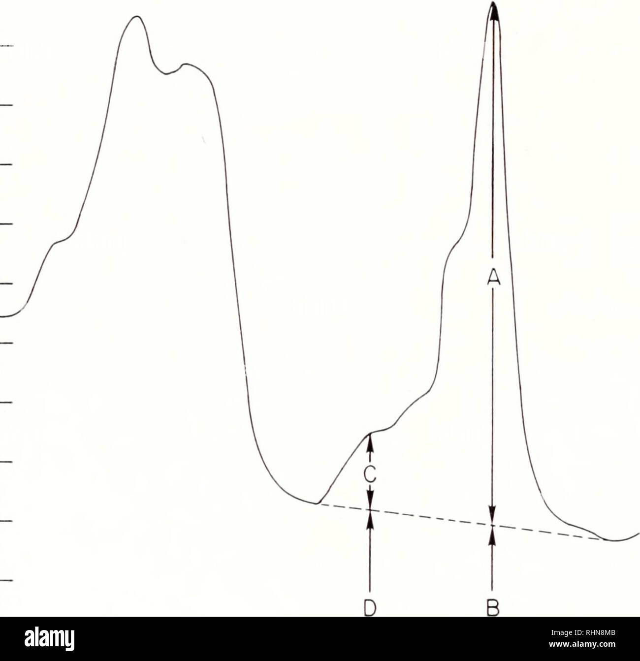 . Le bulletin biologique. Biologie ; zoologie ; biologie ; biologie marine. 14 S. J. BRITZ ET H. H. SELIGER valeurs ont été calculés à partir de la transmittance relative à 682 nm en utilisant un facteur de correction calculé pour tenir compte des différences en transmission entre hori- zontal et vertical des orientations du filtre polarisant. Résultats La figure 1 montre un spectre d'absorption de la lumière typique d'un thalle Ulva à mi- lumière. À toutes les longueurs d'accouplement les valeurs varient en rythme avec des périodes 1,0 0,9 55 °-8:z Q 0,7 J- &Lt ; 0,3  l'UJ à 0.2 ORDRE DE SERVICE B 350 400 450 500 550 600 650 longueur d'onde (nm) 700 750 800 8 Banque D'Images