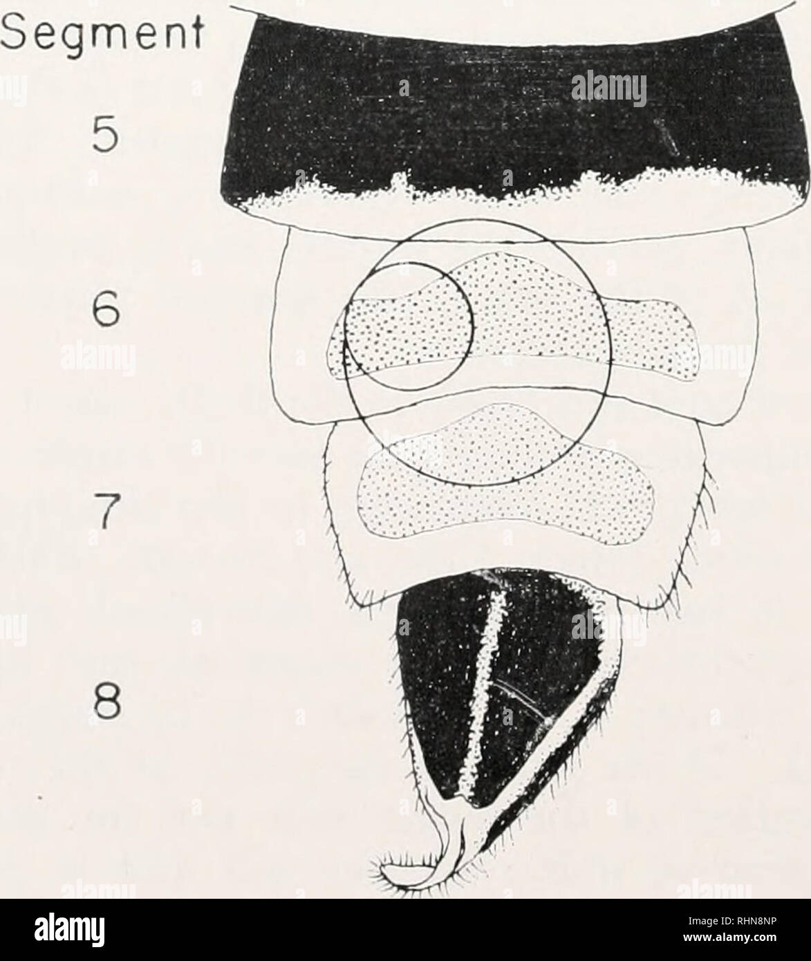 . Le bulletin biologique. Biologie ; zoologie ; biologie ; biologie marine. 448 LRAXK HAXSOX JEFEREY, E. Miller, ET GEORGE T. Reynolds avec l'ima^e intensification tubes (Reynolds, 19(&gt;S), il devient possible de suivre lias les événements de l'aide de techniques cinématographiques firefly flasb avec grossissement optique importante. Par conséquent, nous avons entrepris l'étude suivante pour obtenir de plus amples informations concernant la participation et la coordination des réponses unité dans le système effecteur Firefly. Matériels et méthodes Les lucioles utilisés étaient des adultes d'Photnris sp. (Probablement versicolor ou litci- crc Banque D'Images