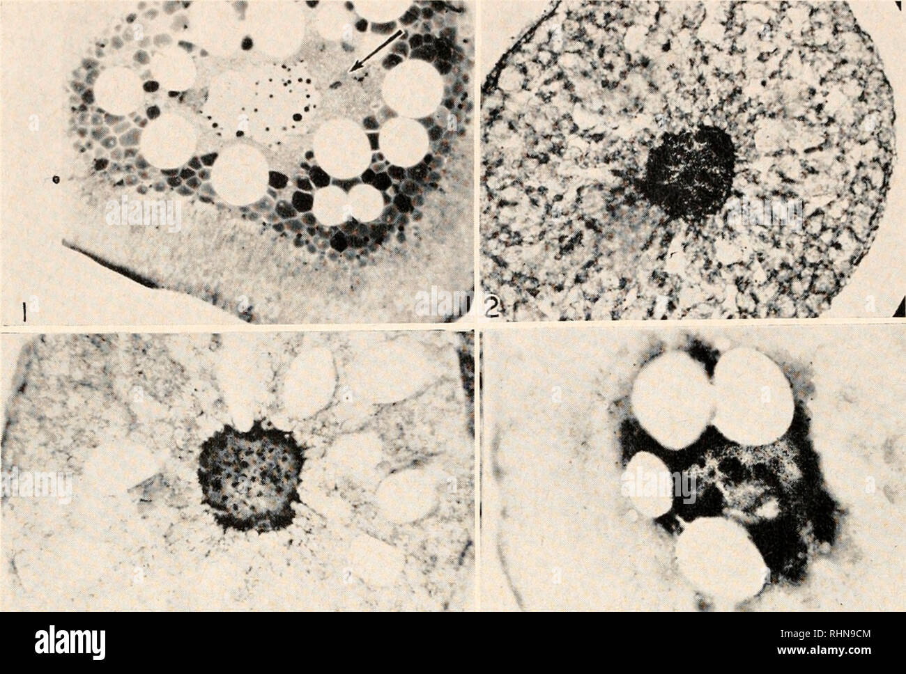 . Le bulletin biologique. Biologie ; zoologie ; biologie ; biologie marine. 218 MEREDITH C. GOULD ET PAUL C. SCHROEDER ". /. Veuillez noter que ces images sont extraites de la page numérisée des images qui peuvent avoir été retouchées numériquement pour plus de lisibilité - coloration et l'aspect de ces illustrations ne peut pas parfaitement ressembler à l'œuvre originale.. Laboratoire de biologie marine de Woods Hole (Massachusetts), ) ; Laboratoire de biologie marine de Woods Hole (Massachusetts), ). Rapport annuel 1907/08-1952 ; Lillie, Frank Rattray, 1870-1947 ; Carl Moore, Richard, 1892- ; Redfield, Alfred Clarence, 1890-1983. Woods Hole, Massachusetts : Mari Banque D'Images