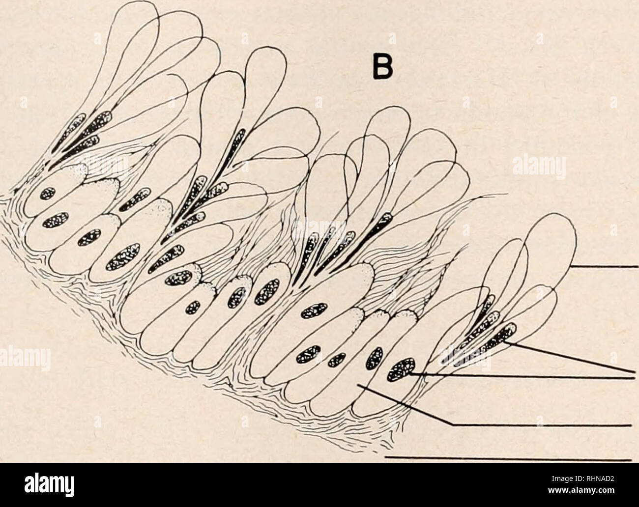 . Le bulletin biologique. Biologie ; zoologie ; biologie ; biologie marine. Les cellules ciliées de la MEMBRANE DE SOUS-SOL Les noyaux des cellules sécrétrices B. Cellules ciliées MEMBRANE DE SOUS-SOL FIGURE 6. Camera lucida dessins, quelque peu simplifiée pour plus de clarté, montrant des parties de la (A) et cilié non-épithéliales ciliées (B) les tissus épithéliaux dans le terminal d'gonoduct Mya arenaria. Les tissus qui tapissent le gonoclucts terminal mérite l'avis. Les murs intérieurs sont froissées avec carènes longitudinales du tissu conjonctif sur laquelle repose un épithélium colonnaire de et d'autres cellules, la nature et l'arrangement de ce qui est variable Banque D'Images