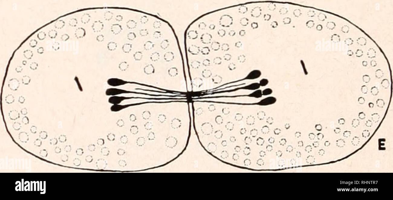 . Le bulletin biologique. Biologie ; zoologie ; biologie ; biologie marine. Les figures 9, un à 9, E redessiné d'Payne (1927), /. Morplwl., 43, avec l'autorisation des éditeurs et l'auteur. Gclastucuris ncnlatns sont tous des. (A) l'orientation Centriolar à la métaphase de la première division des spermatocytes. (B) au début de l'anaphase de la première division des spermatocytes. Les centrioles ont divisé. (C) la fin de l'anaphase de la première division méiotique. Les centrioles sont passés de l'autre pour devenir les centrioles pour la deuxième division. (D) La métaphase de la deuxième division méiotique. Les centrioles ont conservé l'orientation dans chaque fille c Banque D'Images