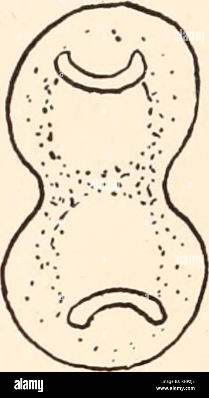 . Le bulletin biologique. Biologie ; zoologie ; biologie ; biologie marine. La figure 3. L'Anaphase en cellule embryonnaire de Tamalia. Pénétration des granules cytoplasmiques dans entre la fille des plaques. Voir texte. Les cellules d'une comparaison avec les mesures de matériel fixe est impossible. Pourtant, les courbes d'accord assez bien avec celles des spermatocytes secondaires pour justifier la conclusion que la nature du mouvement est la même. La vitesse des chromosomes est plus grande que dans les spermatocytes et suffisamment grand pour que les chromosomes peuvent effectivement être considéré en mouvement sous le microscope. L'observation de ces cel Banque D'Images