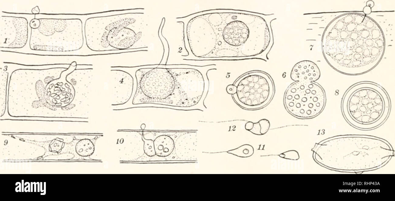 . Le bulletin biologique. Biologie ; zoologie ; biologie ; biologie marine. 244 F. K. SPARROW, JR. 7. tPetersenia sp. Dans les œufs de parasites d'un animal microscopique (rotifère ?), les moutons IVn J'ove, Oocls trou. En août. 27, 1(M4. Adhérente à filaments d'Ccrainiitin limniiii^liia il y a une abondance des oeufs d'un animal microscopique, appartenant vraisemblablement à l'Rotifcrcc, membres de l'essaimage qui étaient dans la montagne. Certaines de ces mesures ont été parasitées par un champignon pour Pcterscnia Olpidiopsis et alliées. Le thalle oeeupied l'ensemble de l'intérieur de l'oeuf et au ma- turity a été transformé en un seul sporang Banque D'Images