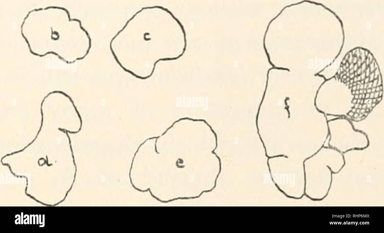 . Le bulletin biologique. Biologie ; zoologie ; biologie ; biologie marine. FIG. 6. Les follicules de la thyroïde et de l'écriture, de l'échantillon n° 47 dans le tableau I., un animal qui a été examiné l'une demi-heure après la première chute de la peau. L'ensemble de la glande thyroïde était composé de seulement cinq follicules, l'un particulièrement grand et de faire la plus grande partie de l'organe entier. Contours dessinés à l'aide d'une camera lucida, à un grossissement de x 33 (binoculaire Zeiss microscope à dissection, Oc. 2, Obj. 02). a, lignes de plus grande partie optique de l'ensemble de la glande thyroïde. b, c, d, e et/, décrit des follicules composition_ Banque D'Images