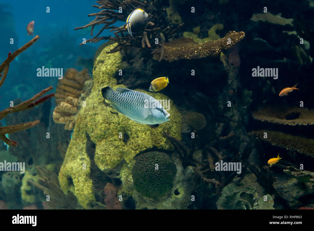 Poisson Napoléon ou de sébaste. Photo de l'aquarium. Photo ISO élevé. Banque D'Images
