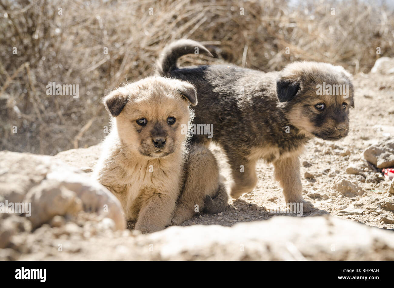 Deux petits dans de Drepung, à Lhassa, Tibet Banque D'Images