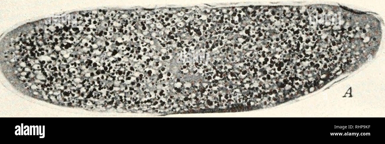 . Le bulletin biologique. Biologie ; zoologie ; biologie ; biologie marine. .. FIG. 4. Les sections longitudinales de Drosophila oeufs d'âges différents : (A) avant de commencer les noyaux à migrer vers la périphérie, 0-1,5 heures après la fécondation (stade B) blastular, 1,5 à 2,5 heures après la fécondation ; et (C) gastrular, étape 2 à 3 heures après la fécondation. beta et gamma qui pourraient être présents auraient une plus grande gamme de 4 cm. de l'air et ne serait pas arrêté par une feuille de papier, l'ob- servi effets peuvent être attribués à des particules alpha. L'embryologie précoce dans le développement de la Drosophile comme il ]&gt;erta Banque D'Images