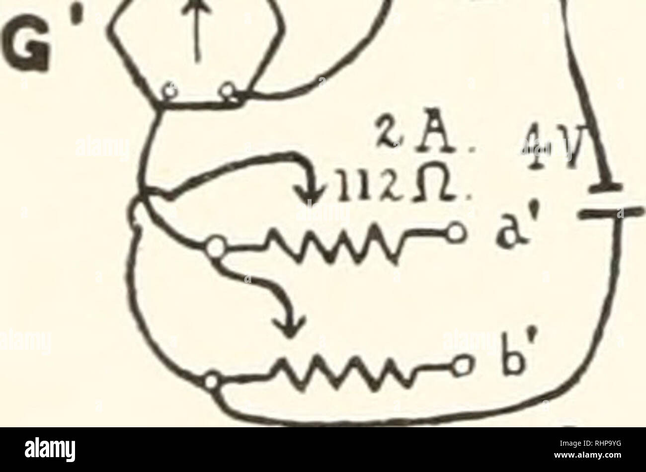 . Le bulletin biologique. Biologie ; zoologie ; biologie ; biologie marine. La concentration d'hémoglobine dans les solutions diluées 519 II Notre application du principe pyromètre à ce problème utilise un système optique dans laquelle l'intensité de la lumière d'une ligne dans une lampe à incandescence pyromètre est comparé à un fond diffus d'en- tensity fixe. Des solutions de différentes concentrations d'hémoglobine sont placées dans un tube de 20 cm entre le polariscope. Deux sources de lumière. L'ap- paratus est semblable à celle décrite par Amberson (1922, I). Une lampe, appelé le pyromètre la lampe (C), est placé à une distance d'environ 1 f Banque D'Images