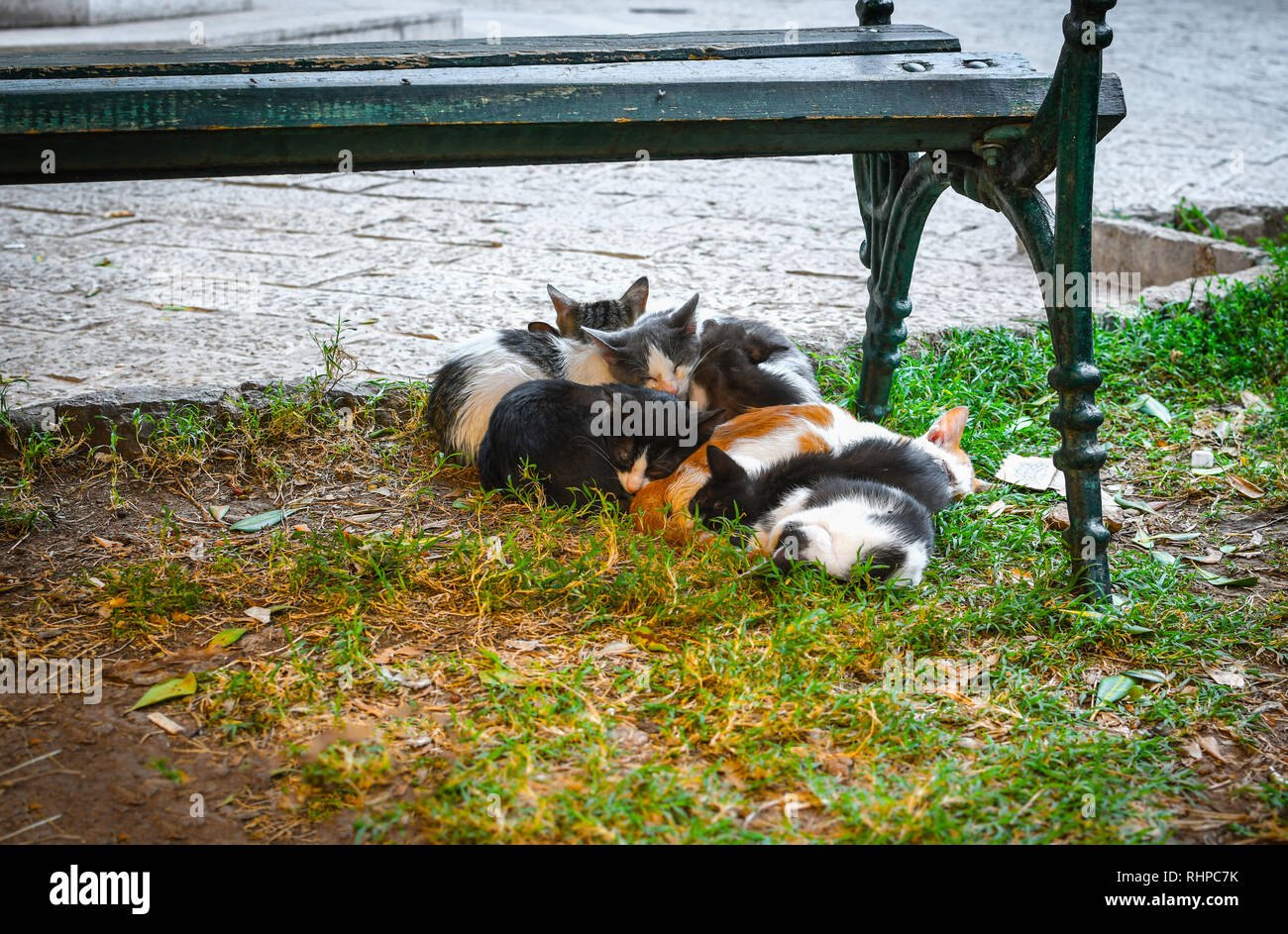 Un groupe de chatons malades s'entasser pour plus de chaleur sous un banc dans un petit parc au centre de la vieille ville de Kotor, Monténégro, la Ville des Chats. Banque D'Images