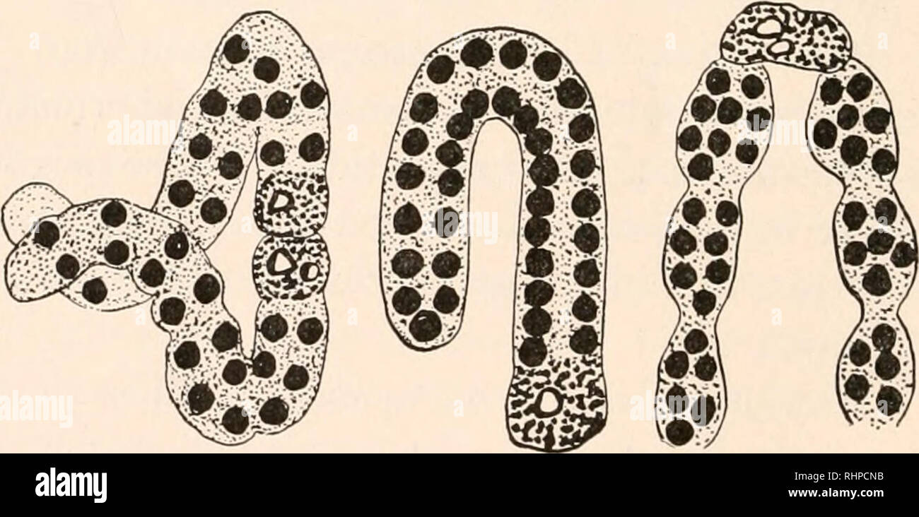 . Le bulletin biologique. Biologie ; zoologie ; biologie ; biologie marine. FIG. 9. £ '" :&Lt ; %^ ^T FIG. ro.. FIG. il. FIG. 12. FIG. 13. Fig. 7-13 représentent une série de leaders brisée illustrant la formation du leader et le chromosome. FIG. 7.- ligne de chromioles isolé entouré par chromoplasm et suspendu dans un réseau d'linosomes. FIG. 8. - Chromoplast avec douze dirigeants d'chromioles. À partir de l'étape de repos imparfait de la spermatogonium polymorphe. FIG. 9. - Chromoplast avec cinq leaders. Chaque dirigeant est constitué de chromomères, et chacune se compose de trois ou chromomere Banque D'Images