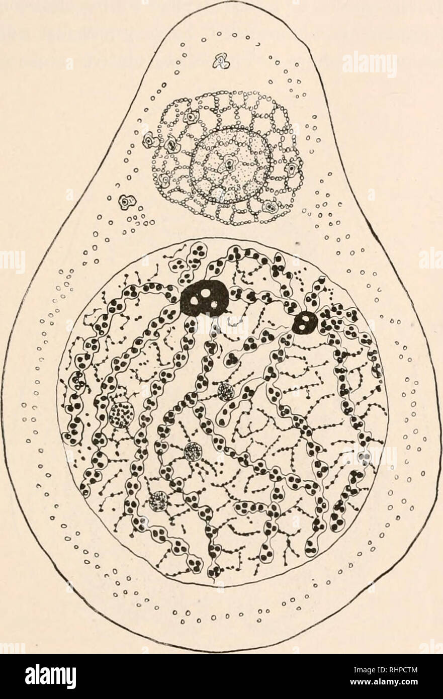. Le bulletin biologique. Biologie ; zoologie ; biologie ; biologie marine. N° 2.] BA TRA EPS CMOS . J'TTENUA TUS. L'IOI est plasmosphere la sphère la plus externe ; le granosphere est l'un plus intérieur. Le plasmosphere est le premier à le diviser en petites pièces. Ces organiser eux-mêmes dans la zone équatoriale de la cellule et servir de matériel pour les fibres du manteau. FIG. 2. - Auxocyte dans l'étape de repos, "imparfait" montrant la formation de leaders composé d chromioles ronde entourée par un film d'chromoplasm. Les dirigeants commencent à partir de deux chromoplastes de taille différente, les deux contenant endoc Banque D'Images