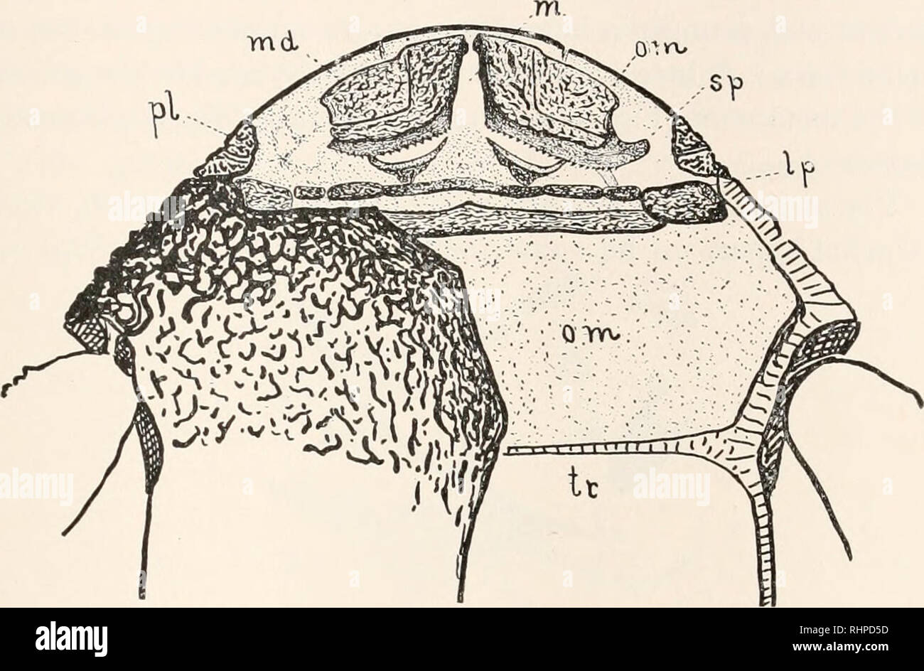 . Le bulletin biologique. Biologie ; zoologie ; biologie ; biologie marine. Faits nouveaux concernant les BOTHRIOLEPIS. II/ ventro-latéraux, en ce qui concerne la grande crête transversale sur leur surface intérieure, à laquelle il semble être attaché. Il s'étend à travers la ligne médiane sans interruption, sauf entre les mandibules. Il semble également être absente entre les mandibules et les maxilles, Figs. 2 et 3, 0,111, les mandibules sont fins, les plaques d'os, concave en continuité avec la membrane oral sur les côtés et à l'avant, mais avec free. ynd FIG. 3. Face ventrale de la tête, la partie antérieure d'embranchements ventro-retiré sur l'un Banque D'Images