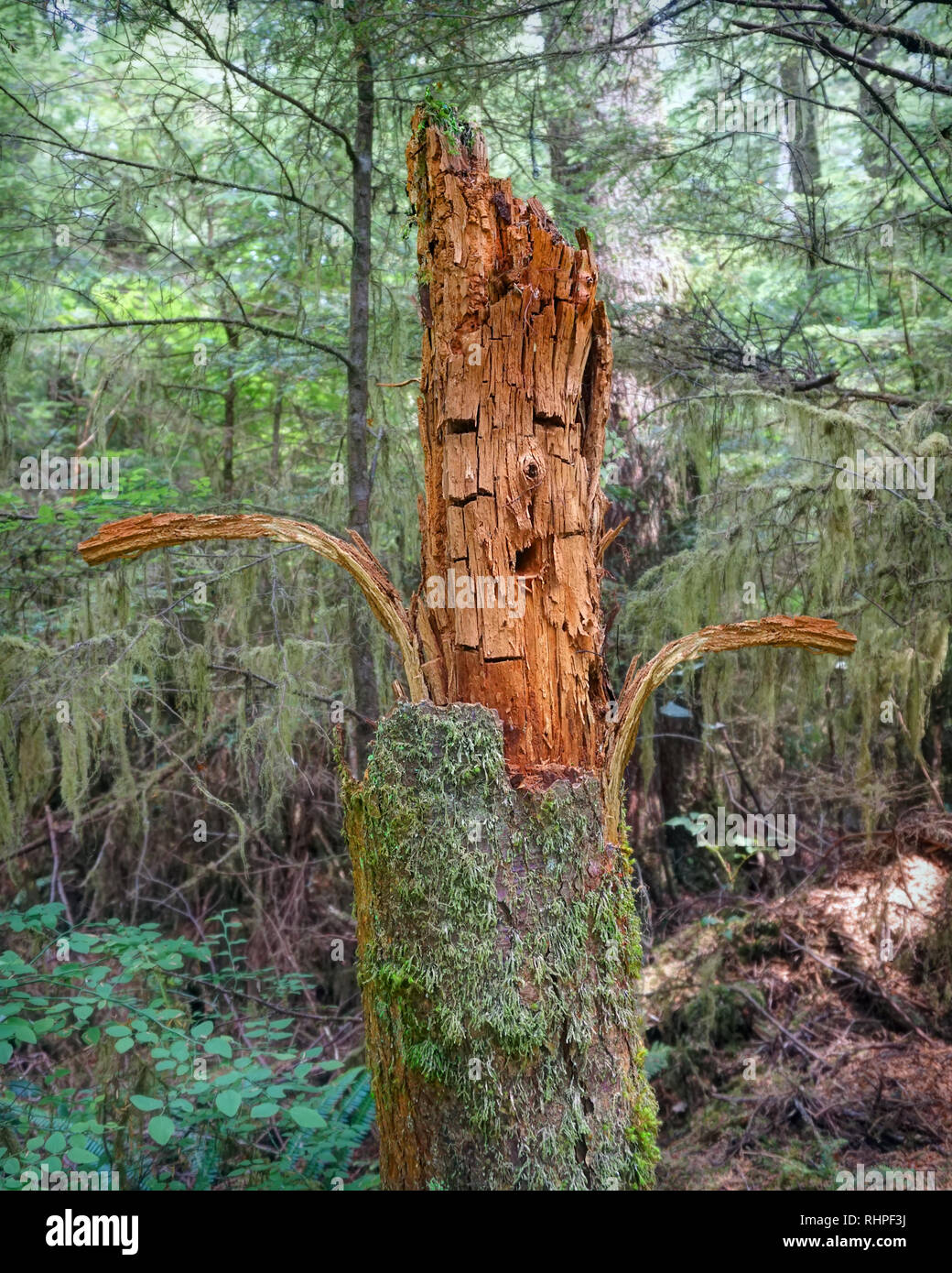 Visage sur un tronc d'arbre se détériorer dans la forêt tropicale de la péninsule Olympique. Troisième plage, LaPush, Washington. Banque D'Images