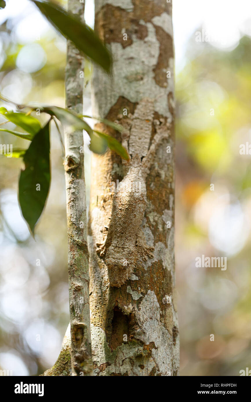 Moussu masqués gecko à queue de feuille sur l'écorce des arbres, l'Uroplatus sikorae, gecko avec la capacité de changer sa couleur de peau en fonction de son environnement. Andasibe Na Banque D'Images