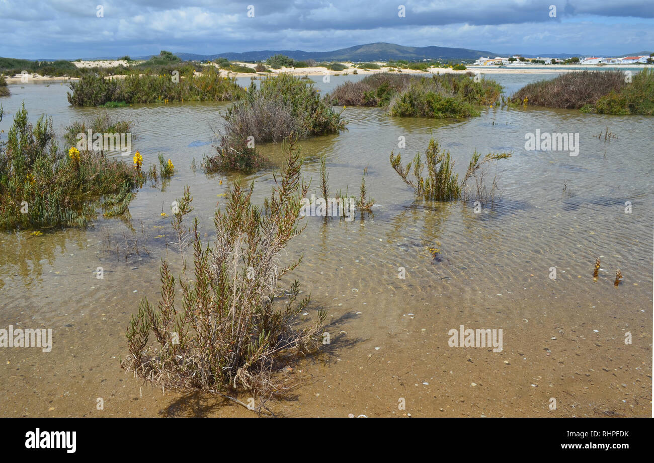 Les marais salés dans l'île de Armona, partie du Parc Naturel de la Ria Formosa dans la région du sud-ouest de l'Algarve Portugal Banque D'Images