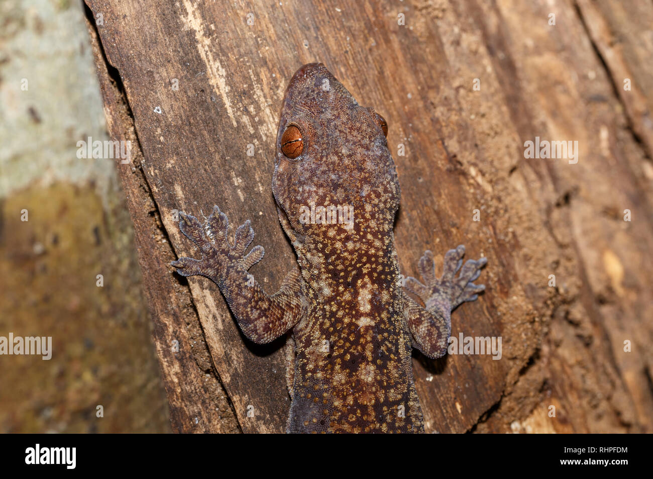 Moussu masqués gecko à queue de feuille sur l'écorce des arbres, l'Uroplatus sikorae, gecko avec la capacité de changer la couleur de peau en fonction de ses environs. Ankarafantsika Nati Banque D'Images