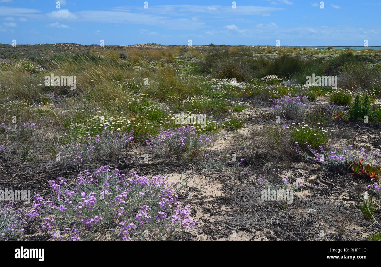 Les marais salés dans l'île de Armona, partie du Parc Naturel de la Ria Formosa dans la région du sud-ouest de l'Algarve Portugal Banque D'Images