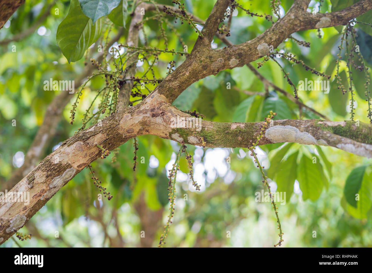 Lansium domesticum parasiticum arbre dans jardin tropical Banque D'Images