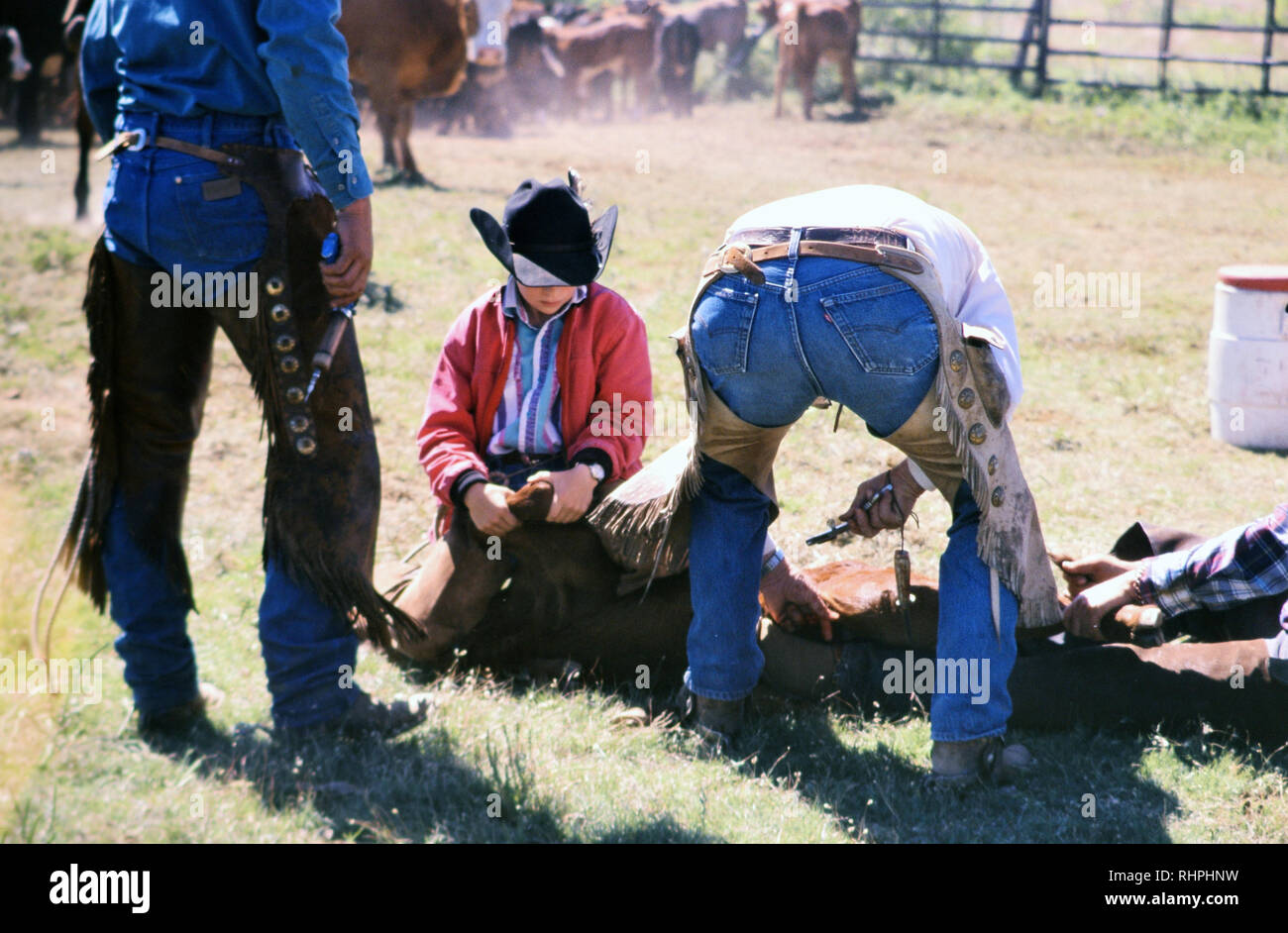 Cowboy à un preparting de marque printemps d'utiliser son couteau sur un veau à une marque de printemps Banque D'Images