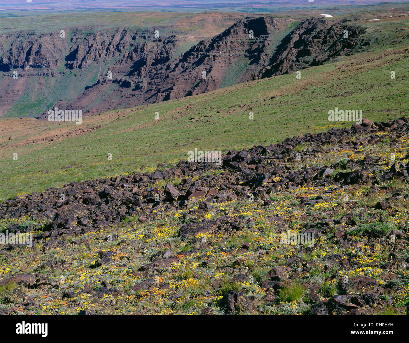 USA, Ohio, Steens Mountain Zone de protection, les fleurs sauvages fleurissent entre la toundra alpine avec la tête de Big Indian Gorge, dans la distance. Banque D'Images