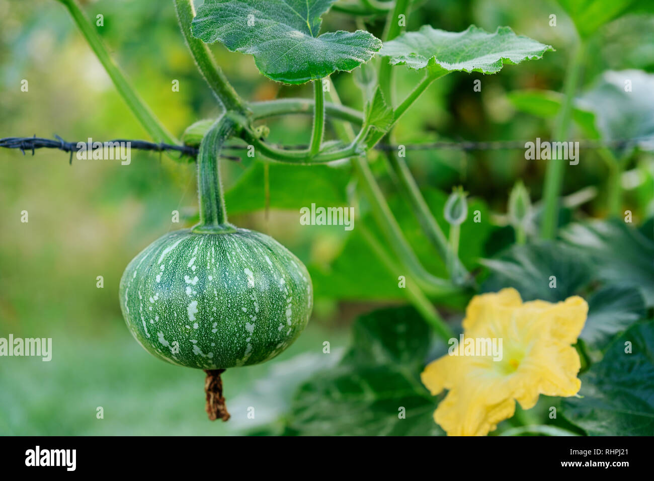 Un kent, Jap ou potiron japonais et des fleurs aussi appelé kabocha pendu à une vigne dans un jardin biologique en hiver Banque D'Images