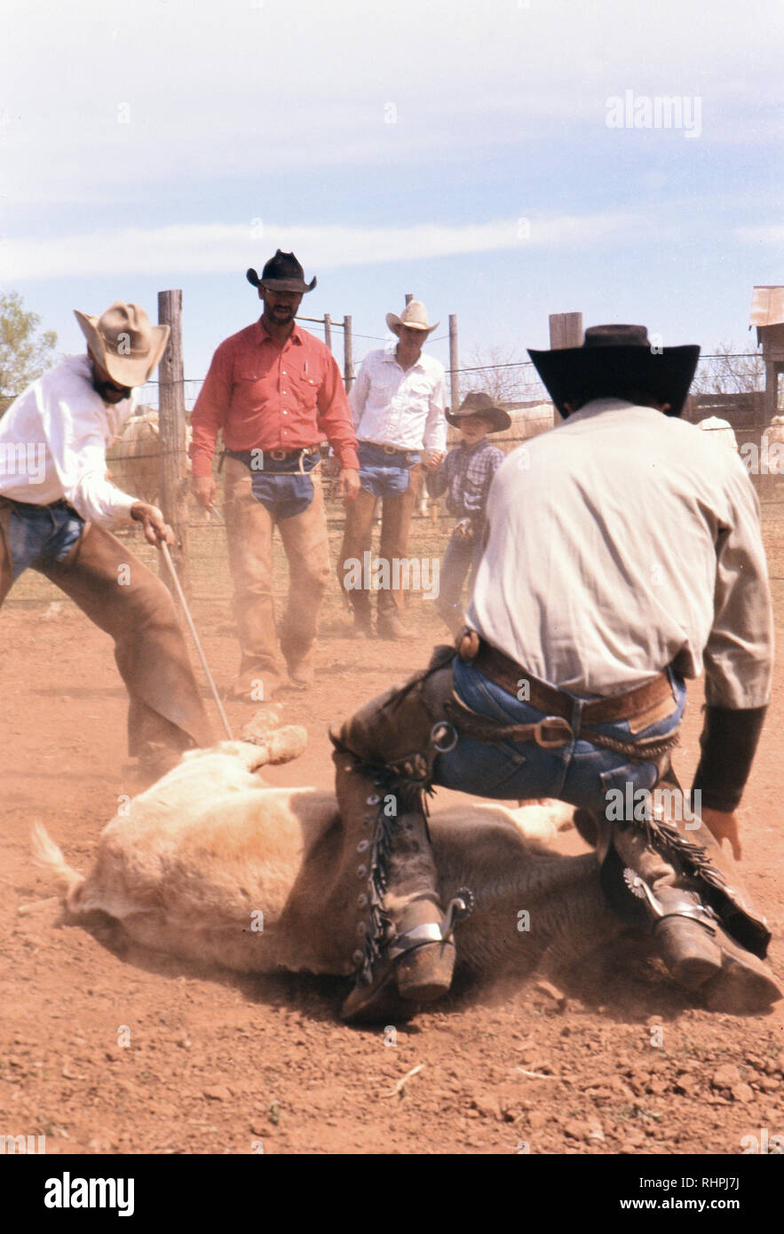 Cowboys participent à un temps de printemps marque un grand ranch dans le Texas Panhandle Banque D'Images