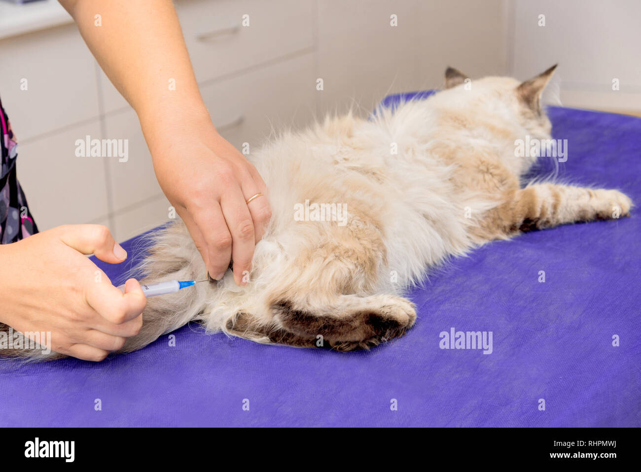 La stérilisation d'un chat dans une clinique vétérinaire, un chat sur une table d'opération Banque D'Images