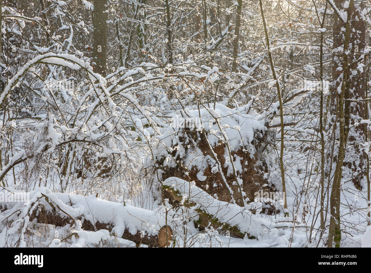 Matin d'hiver de neige juste après, la forêt de Bialowieza, Pologne, Europe Banque D'Images