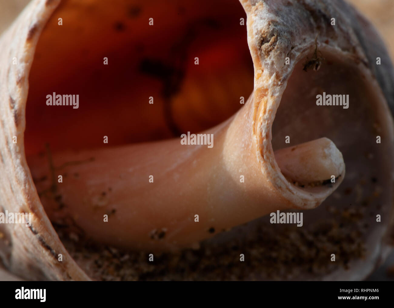 Grand coquillage allongé sur une pierre. du sable dans l'arrière-plan. sur la coquille à l'intérieur du sable et limon sec. La coquille est grand et vieux. shell dans la trame entière Banque D'Images